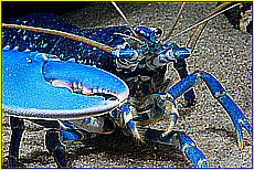Cornwall Tourism Magazine - The National Lobster Hatchery - Meet the Lobsters